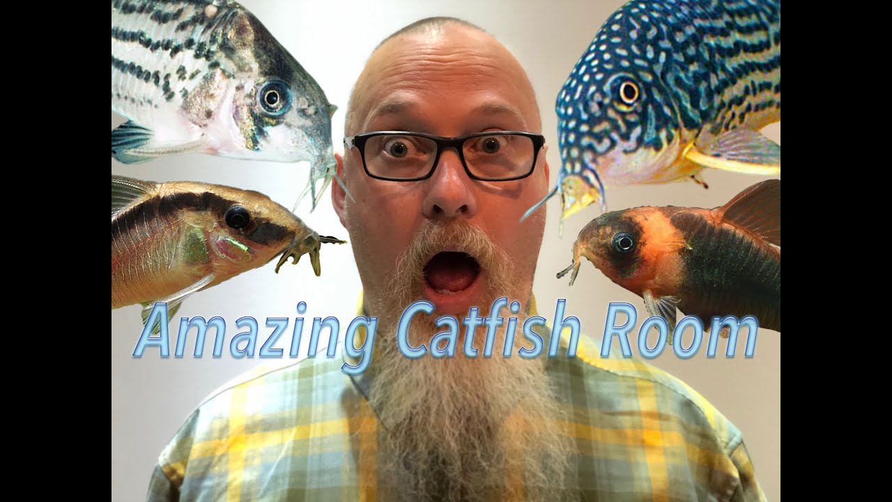 Visiting an amazing Canadian Corydoras catfish breeder. You won't believe what you see!