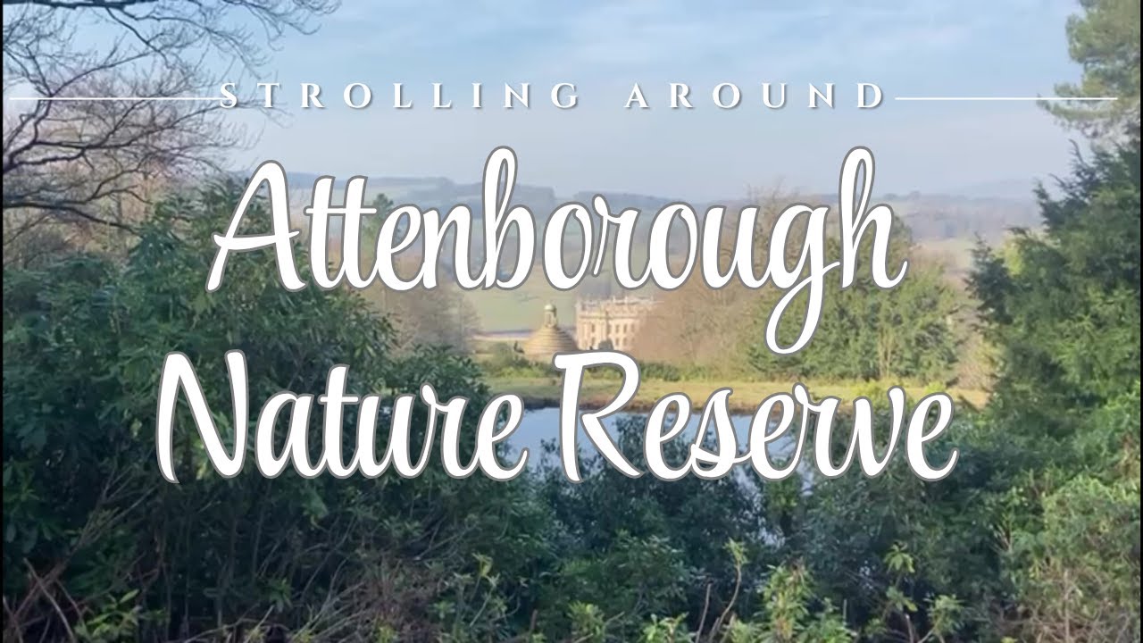 Strolling Around Attenborough Nature Reserve | Peaceful, Ambient Nature Walk | No Talking