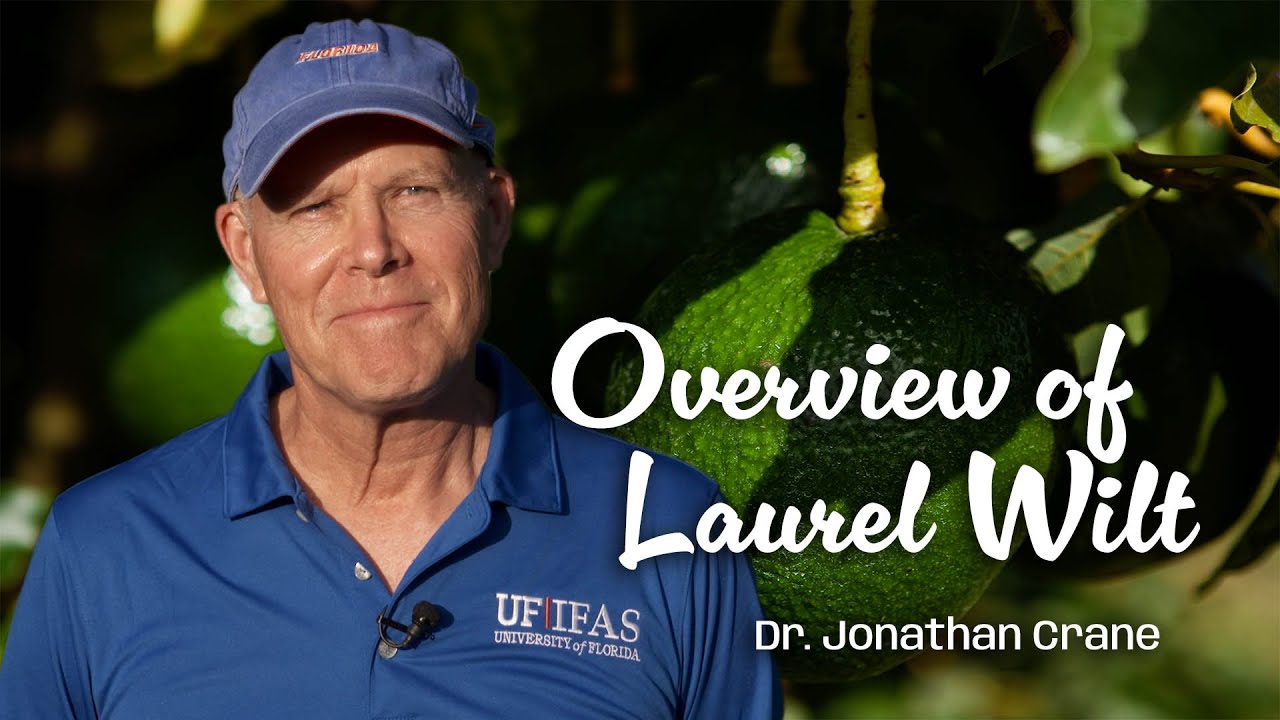 Overview of Laurel Wilt
