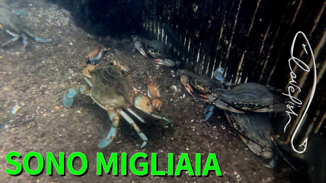 I granchi blu ci hanno invaso
