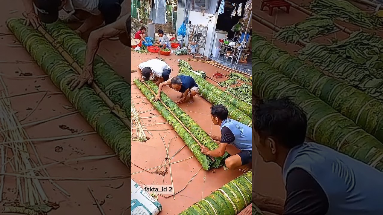 Petani temba**u di thailand #daun #tembakau #shortsvidio