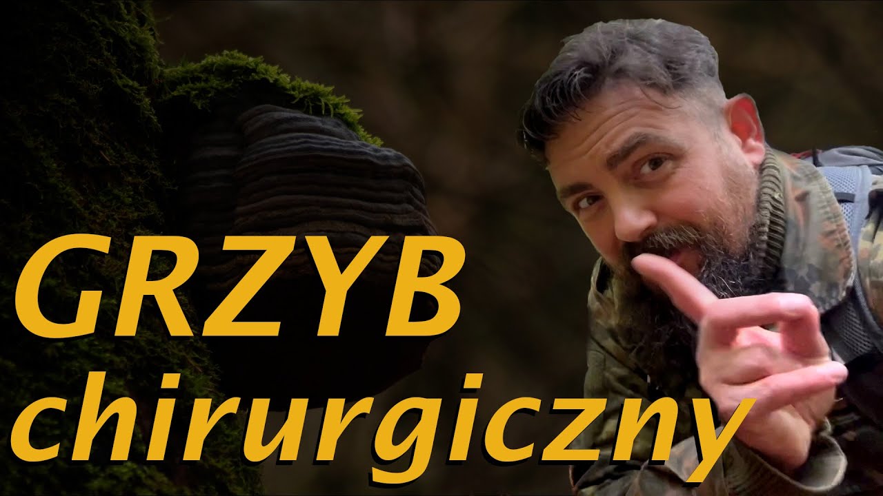 Fomes fomentarius - Zapomniana moc hubiaka w survivalu i zielarstwie
