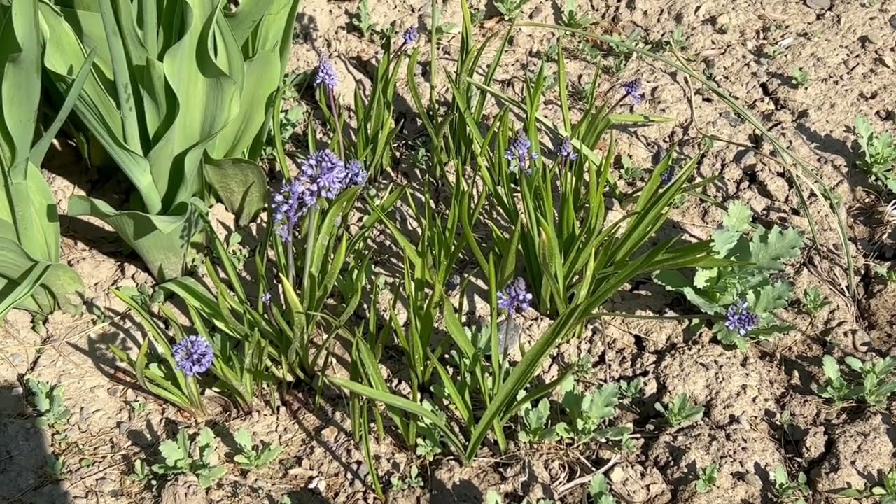Scilla Litardierei - Bulbs for Fall Planting