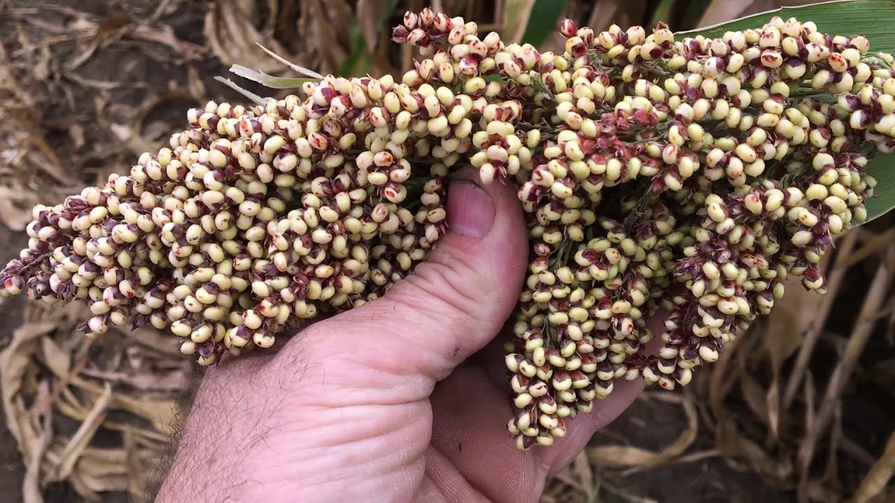 Forage Sorghum Silage 2020