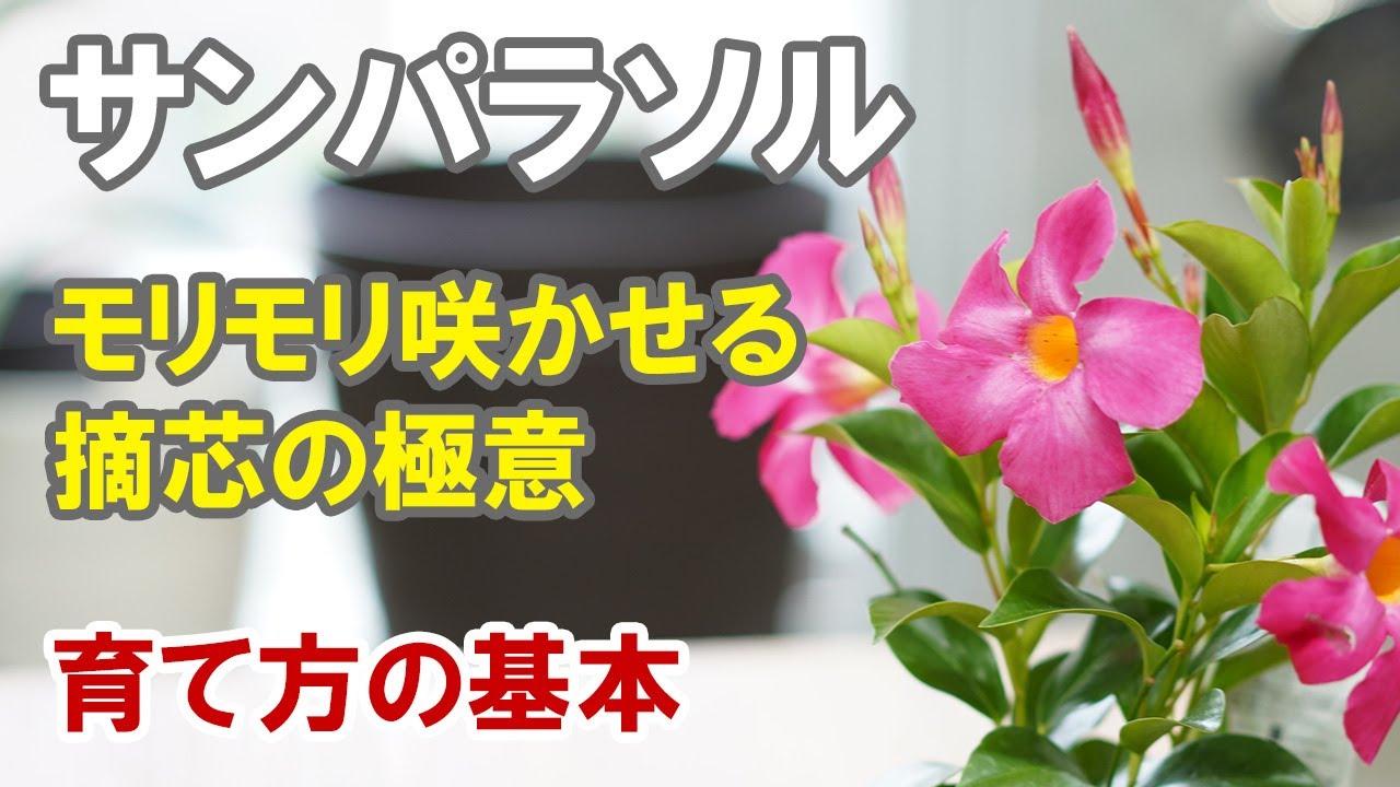 サンパラソルの育て方　冬越し　切り戻し　摘芯の実演