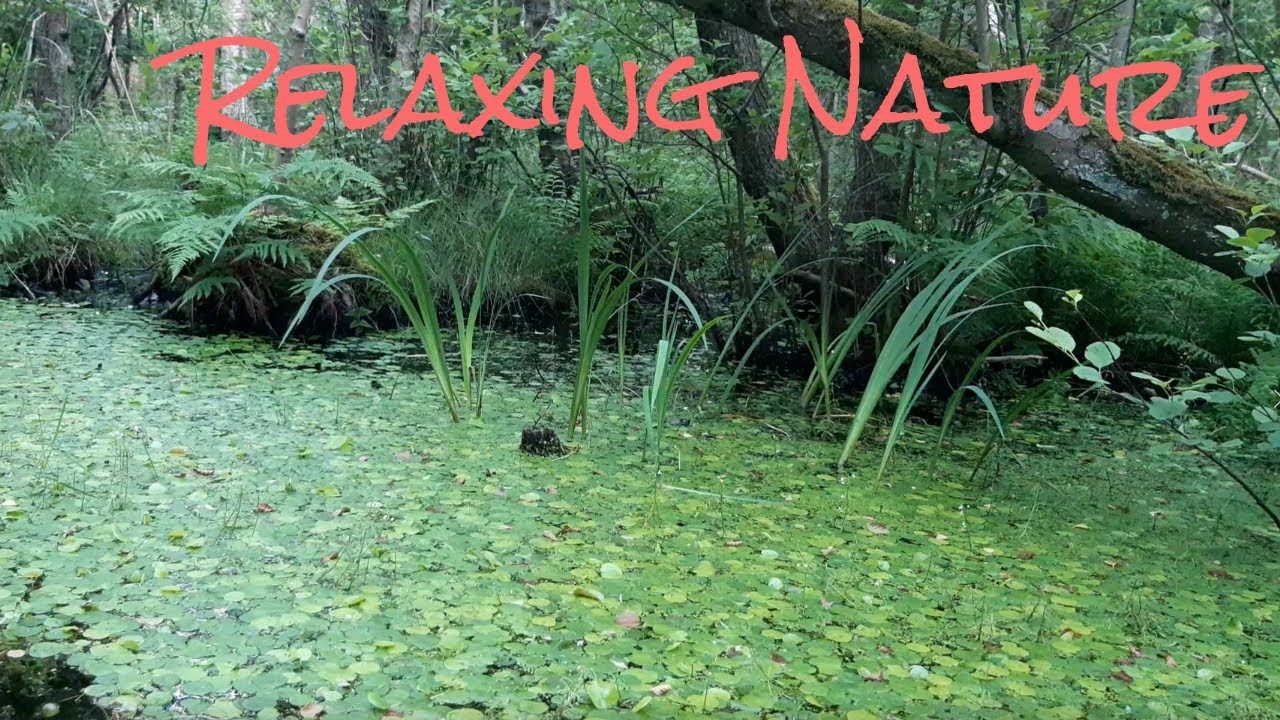 Relaxing Nature: Beautiful and soothing bird song by the Marsh ❤️🙏