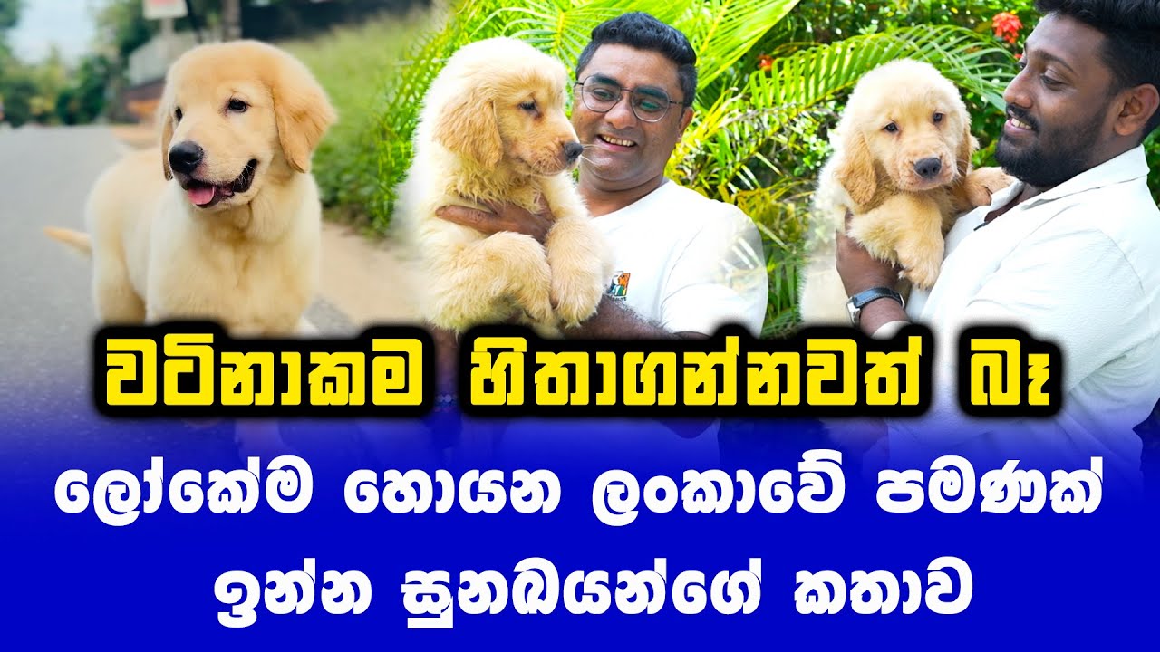 බෙන්ස් කාර් වලටත් වඩා වටින ලෝකෙම කතාවෙන ලංකාවෙ බලු පැටවුන් මෙන්න | American Golden Retriever