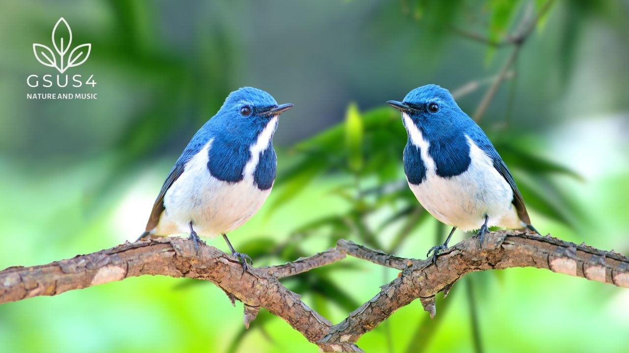 11 Hours of Birdsong - Effective Sound Therapy for Relaxing Sleep - Soothing Nature Sounds