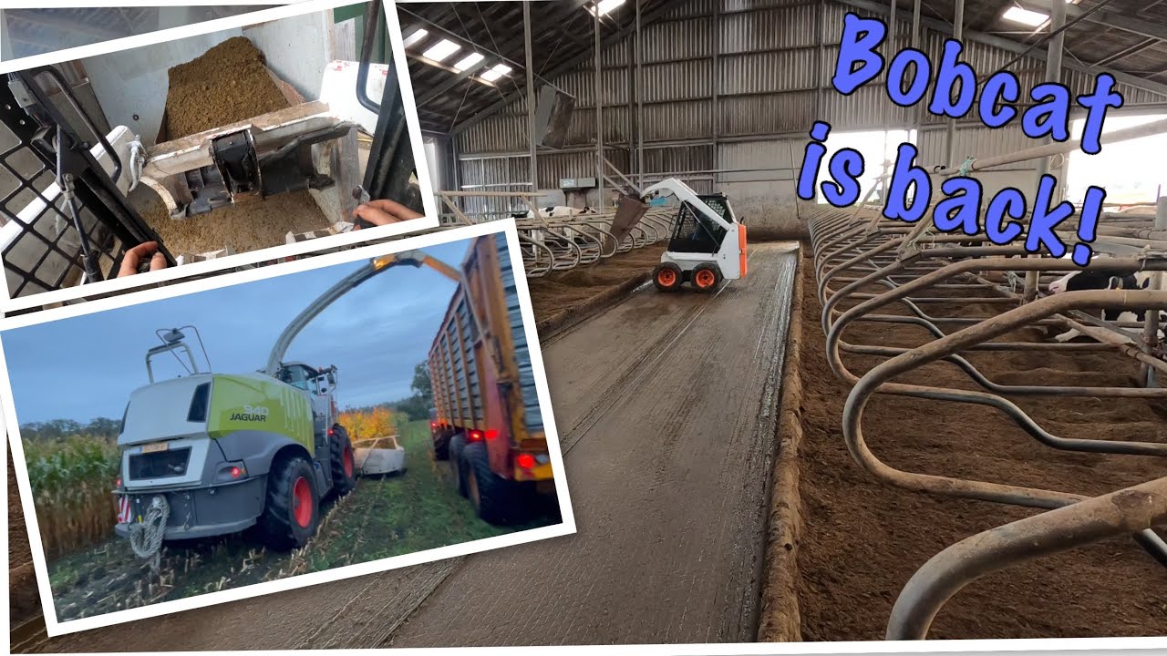 Еще один Bobcat и еще немного кукурузы.