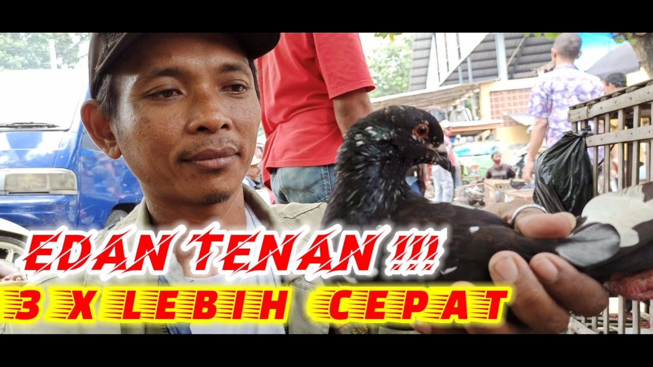 EKSPERIMEN SILANGAN MERPATI TINGGIAN DAN JAWA SUNGUT