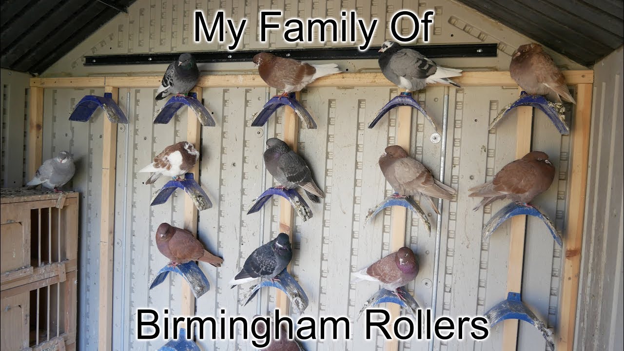October 27, 2019 - My Family Of Rollers (Birmingham Roller Pigeons)