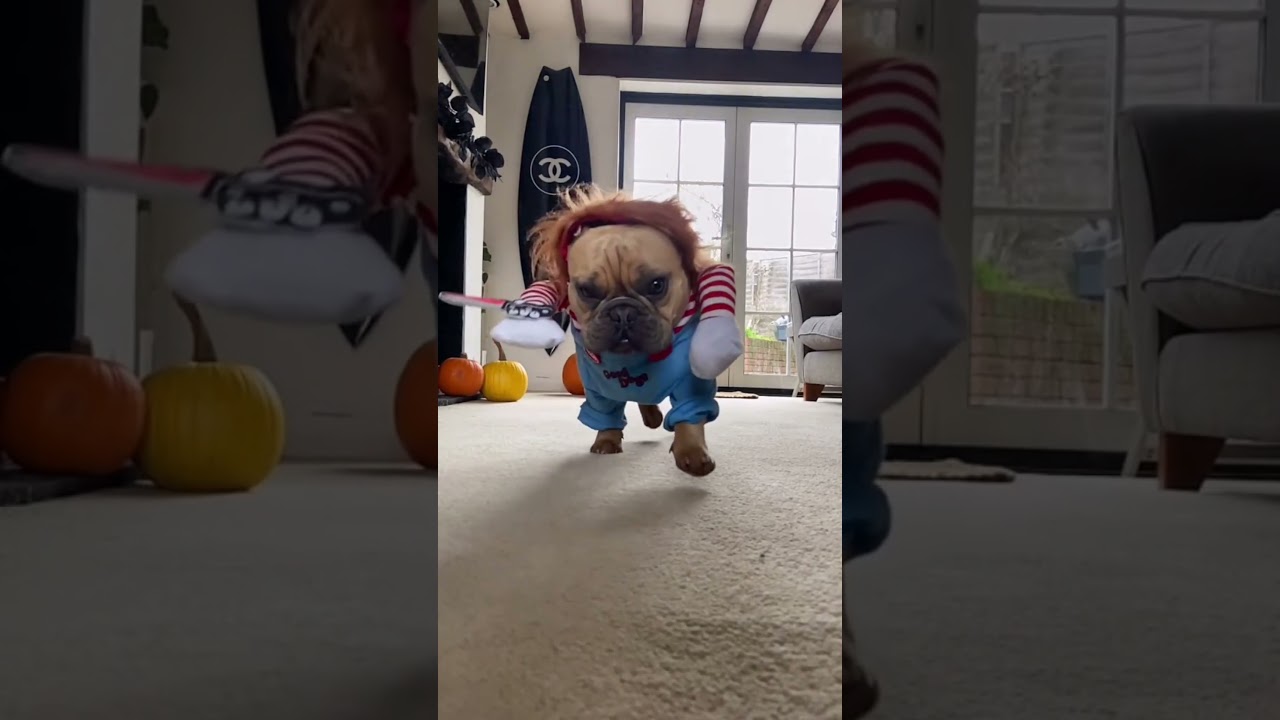 Spooky Fun for Your Furry Friend! Halloween Pet Costume - Dog Cosplay Costume Review