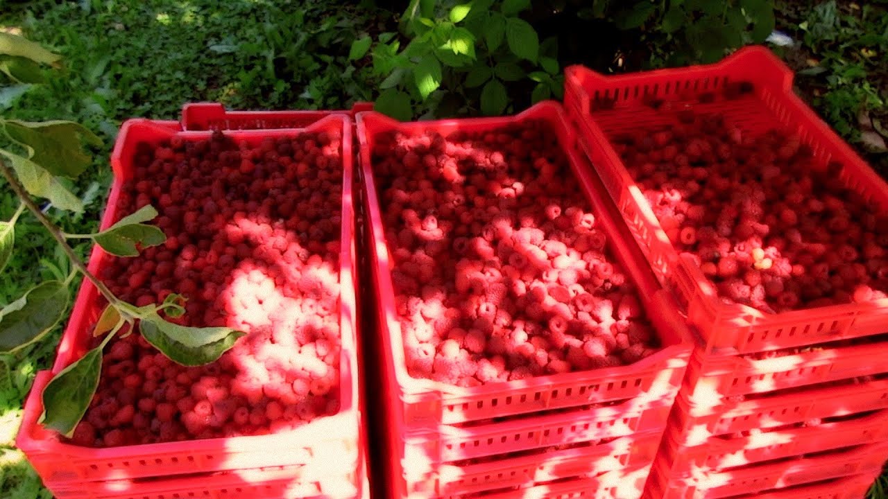 The Serbia Scene ~ Arilje Raspberries Adventure Tour