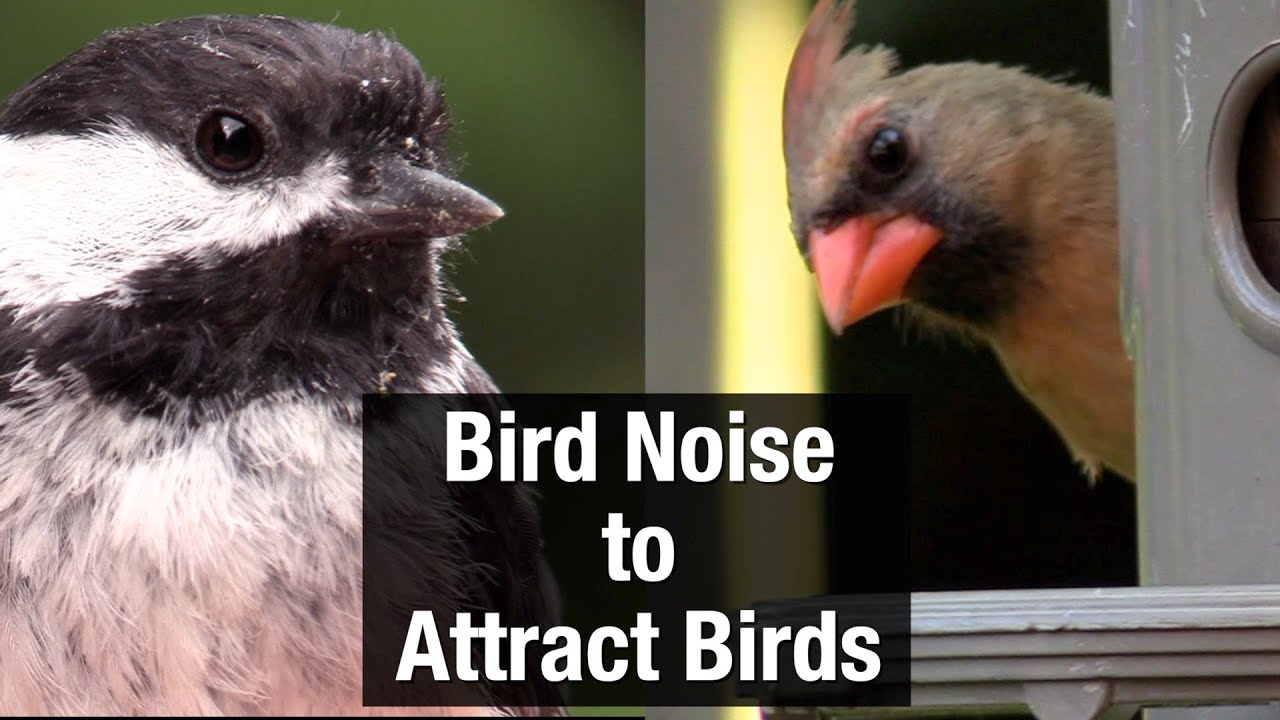 Bird Noise to Attract Birds