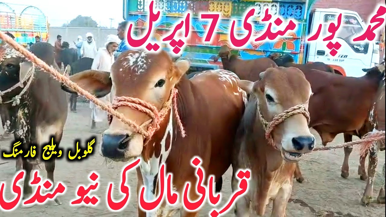 Muhammad Pur Cow Mandi | Qurbani 2025 | Today Fresh Video || Global Village Farming