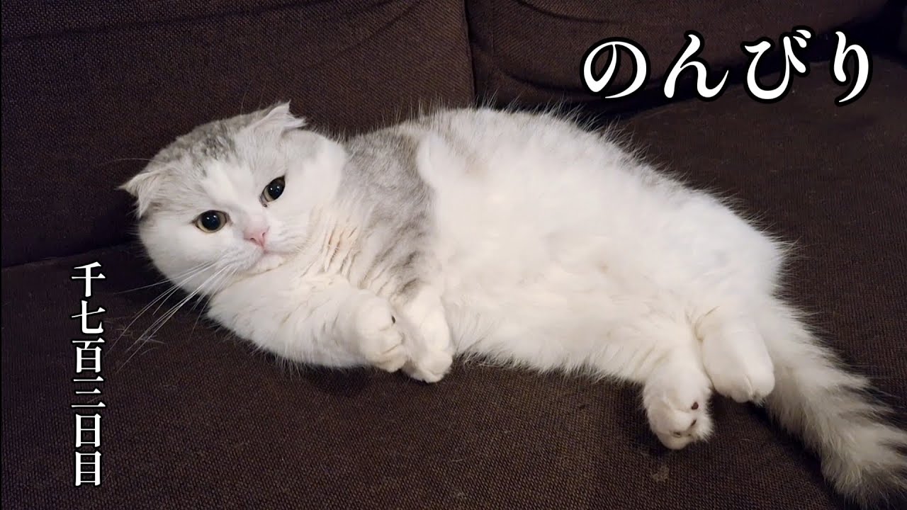のんびり　こねこ成長日記　千七百三日目