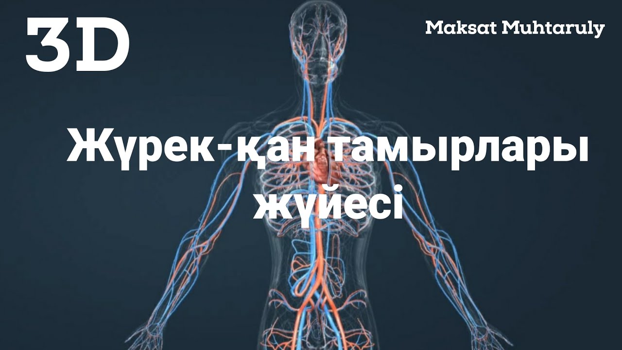 Жүрек-қан тамырлары жүйесі