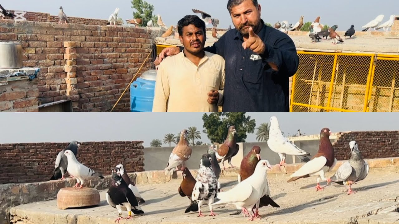 Mashallah 🥰 aj ki new entry fighter 65 kabuter le ye ha | or kabuter bohat acha kabuter ha#pigeon 