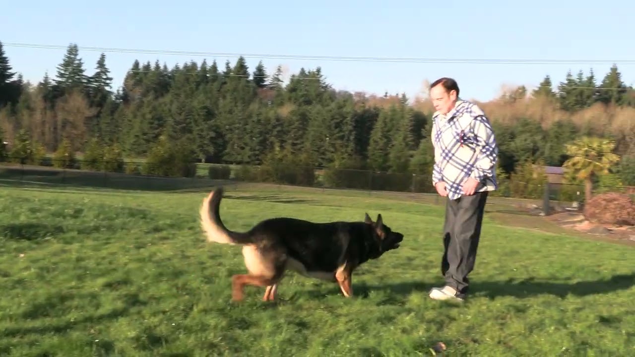 This Is What True Loyalty Looks Like! Kraftwork K9 Pro German Shepherds