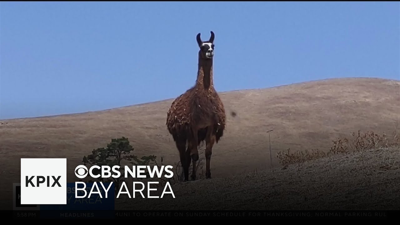 Alpaca abandoned in Fremont hills taken to animal sanctuary