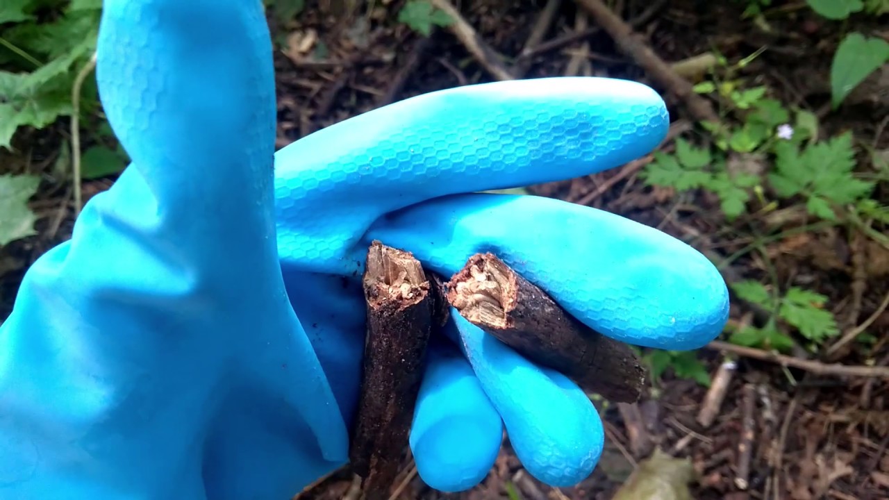 How to catch Temnothorax colony | Łapiemy kolonię Temnothorax