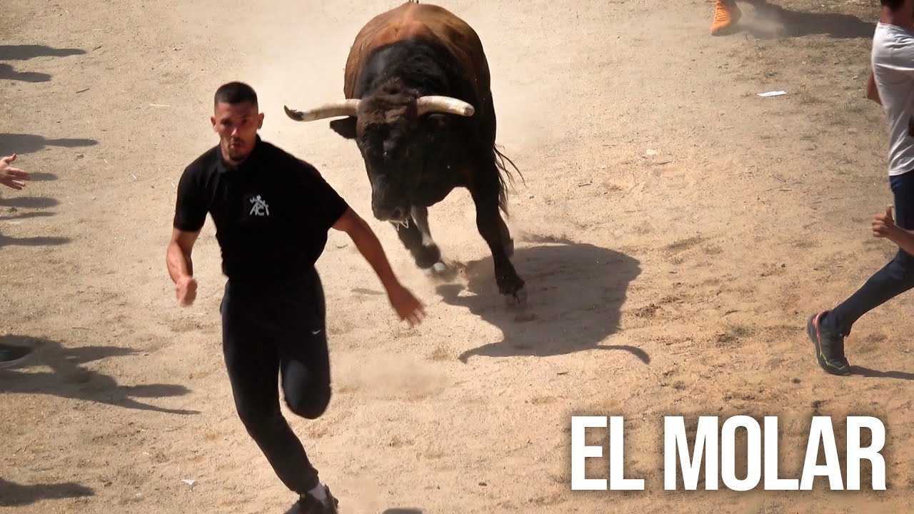 El Molar 2025 Encierro y Capea con Toros Bravos