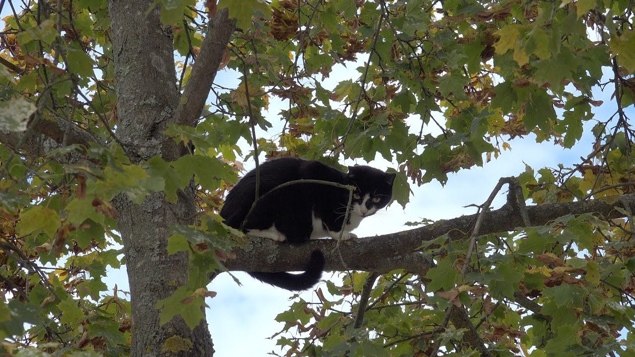 KATZE AUF BAUM (seit 4 Tagen) - Feuerwehr rückt an zur Katzenrettung | [E]