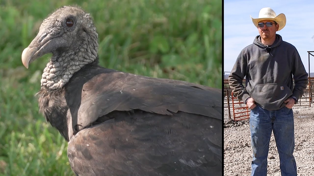 Mitigating Nuisance Black Vultures: Jeff's Story