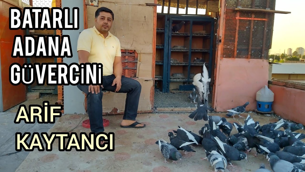 EN İYİ BATARLI ADANA GÜVERCİNLERİ