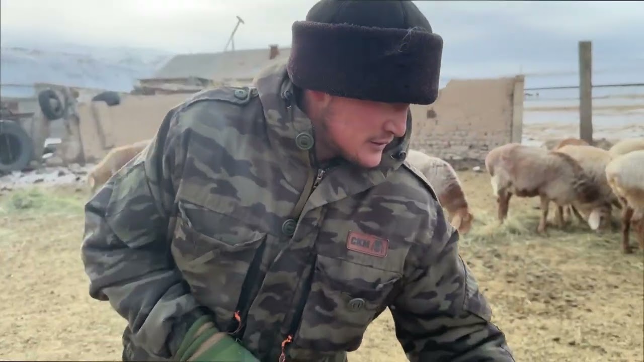 УТРК НАРЫН: МЕНИН ЧАРБАМ//КЛИМАТЫ КАТААЛ АЙМАКТА АРАШАН КОЙУ КАНДАЙ БАГЫЛАТ?