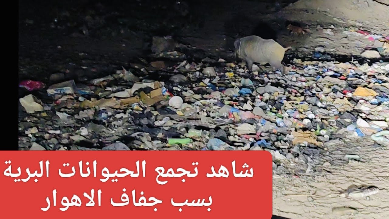 رحلة صيد الدراج مع مشاهدة الحيوانات البرية بسبب الجفاف