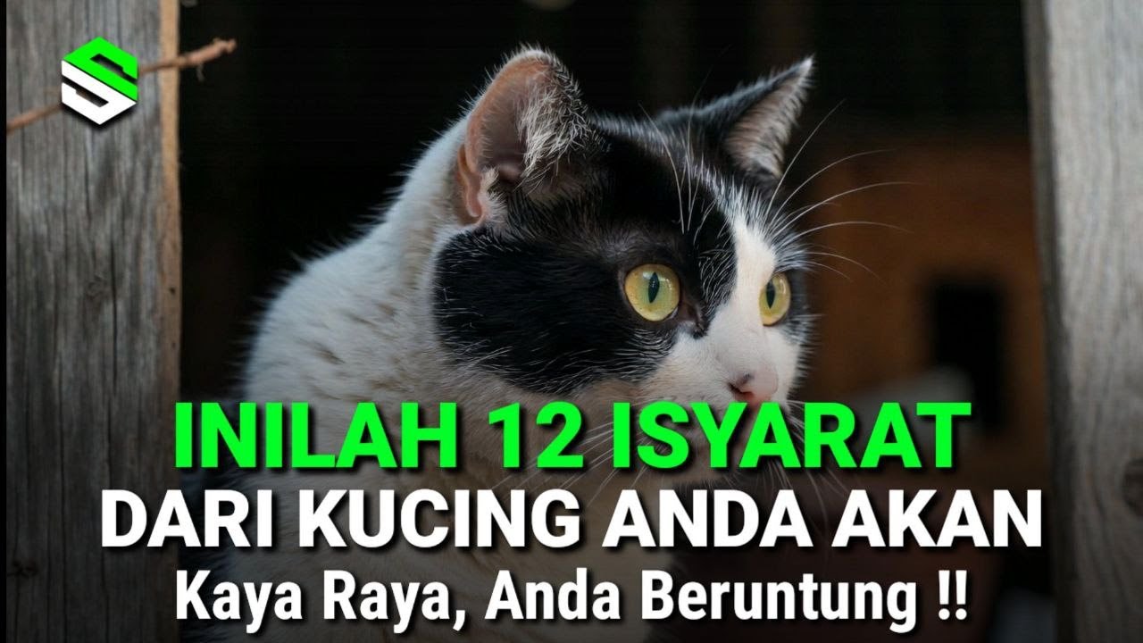 12 Tanda Dari Kucing Bahwa Anda Akan Kaya Raya Dalam Waktu Dekat