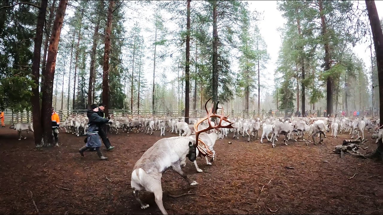 Field Recording Lapland Ep. 11: Reindeer Round-Up