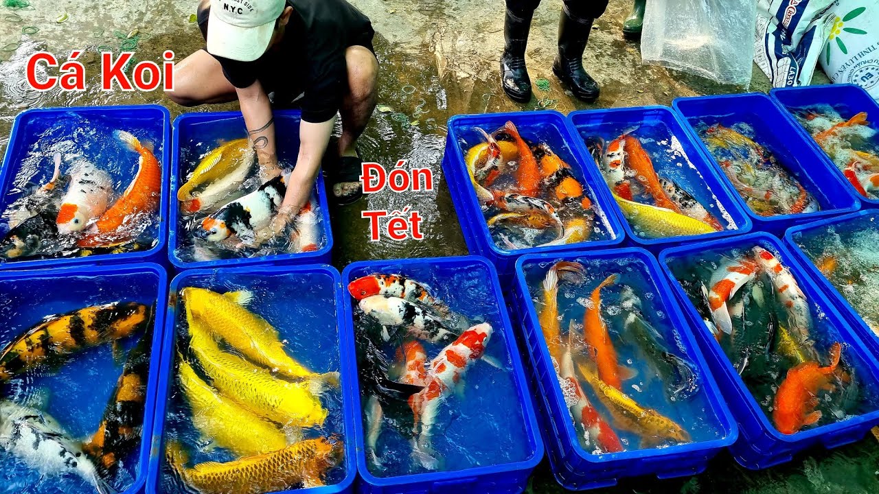 CÁ CHÉP KOI - Cá Koi mini đến 60cm dịp Tết, Chép Sư tử tròn dễ thương