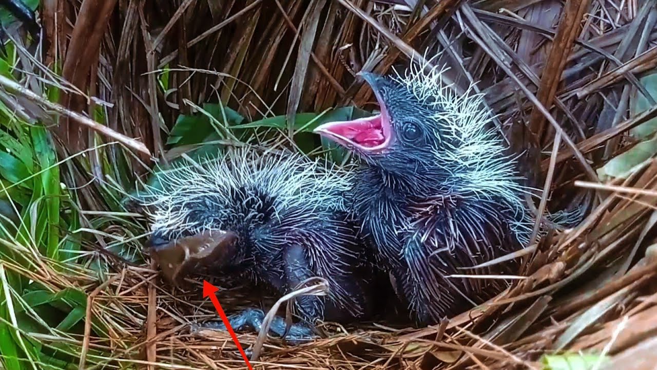 LIFE OR DEATH: The Baby Bird's Struggle