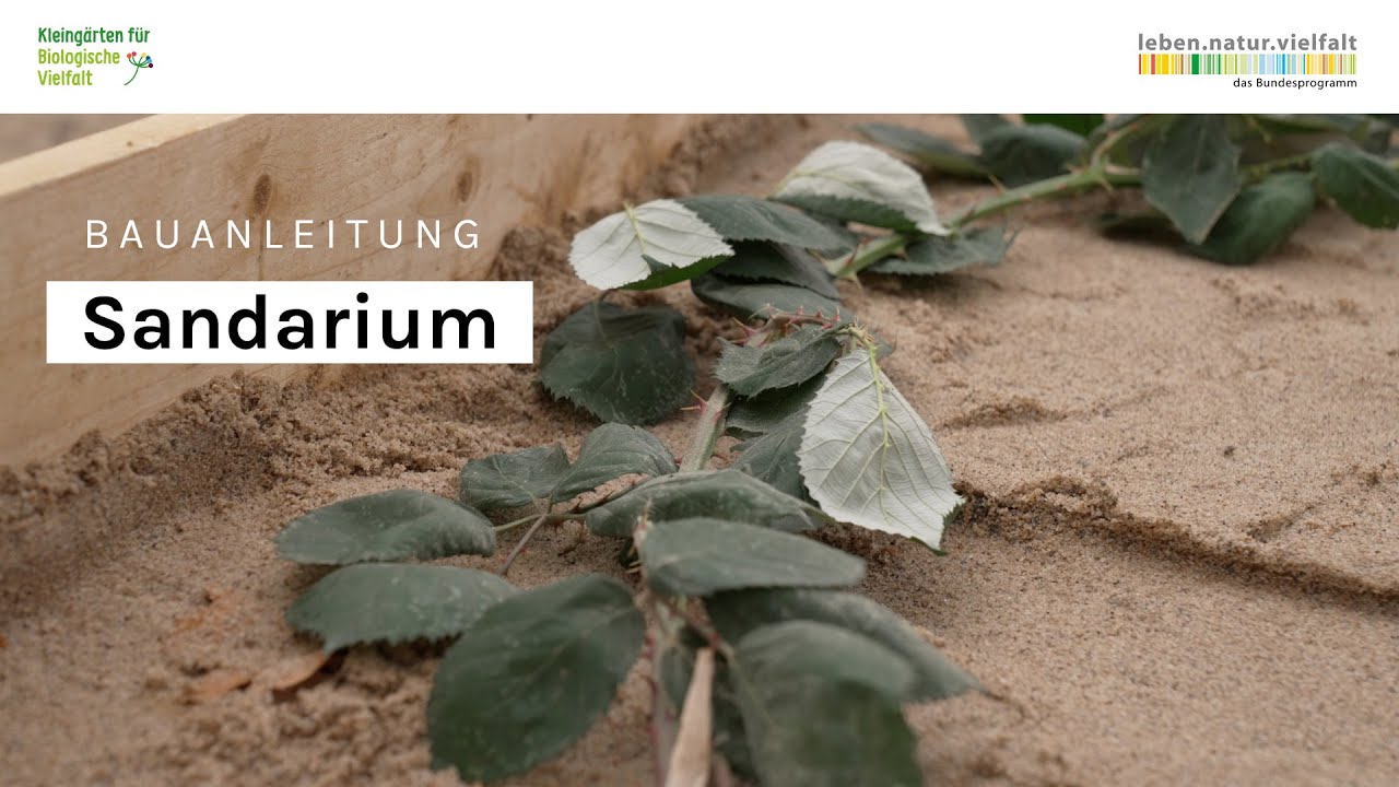Sandarium | Bauanleitung