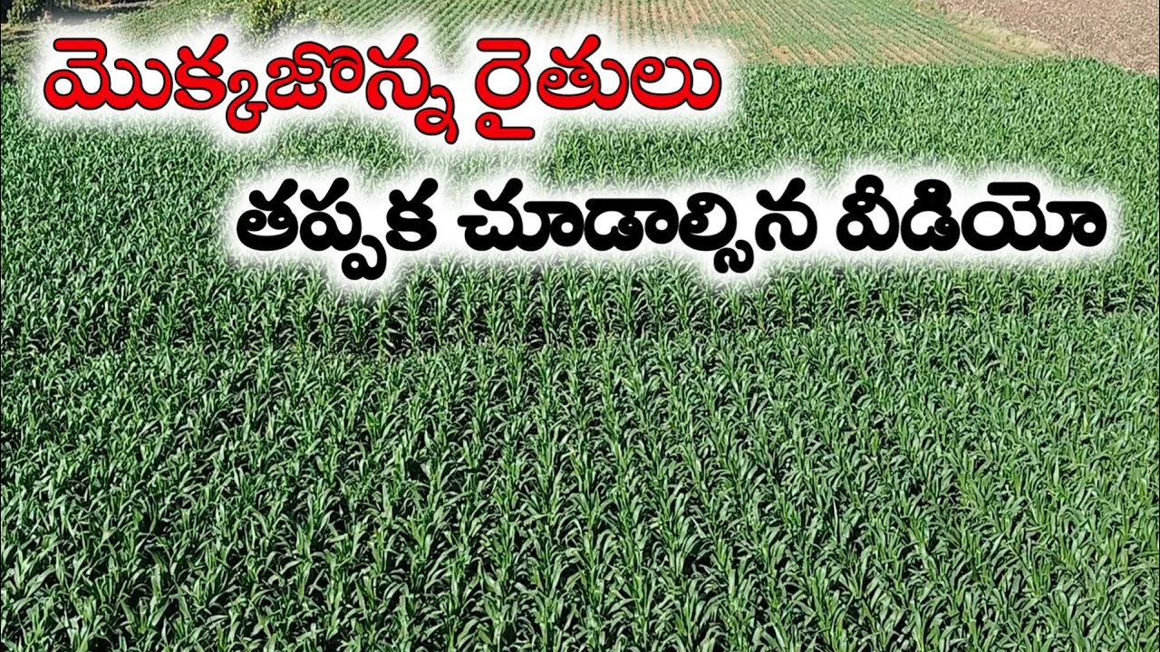 #మొక్కజొన్నసాగు చాలా బాగా వచ్చింది!! #maizecrop verry good elding!!