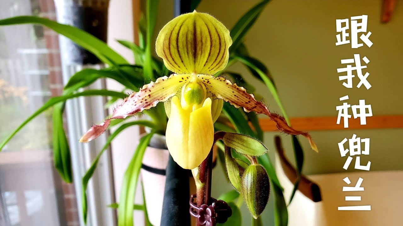 Sophie's Garden 兰花! 跟我种兜兰吧！一年开花两次
