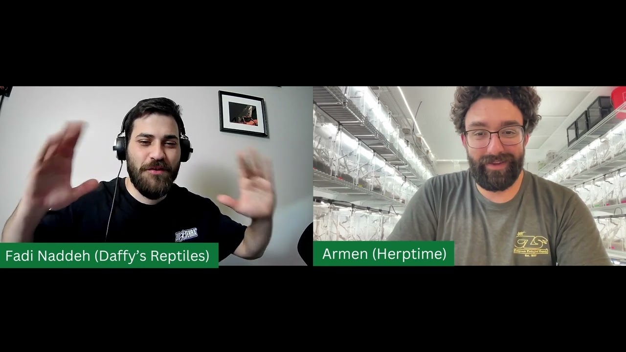 Содержание, разведение и все, что связано с анолисами, с Арменом из Herptime!