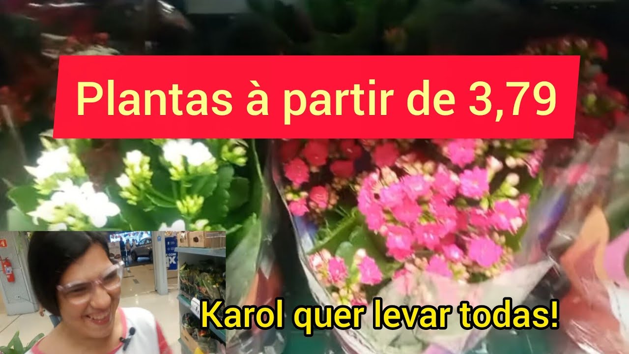 Plantas do Carrefour do Norte Shopping #plantas #paisagismo #jardinagem #youtube #youtubevideo 