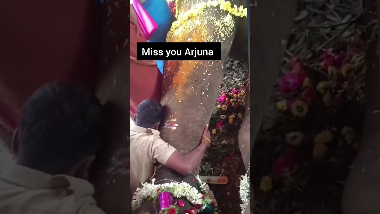 Arjuna died on Monday&nbsp;in a fight with a wild elephant.#arjuna #elephant #elephantattack
