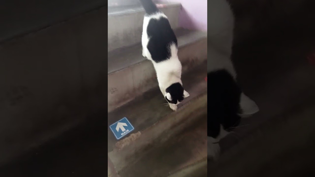 Bruno udah laper minta makan..