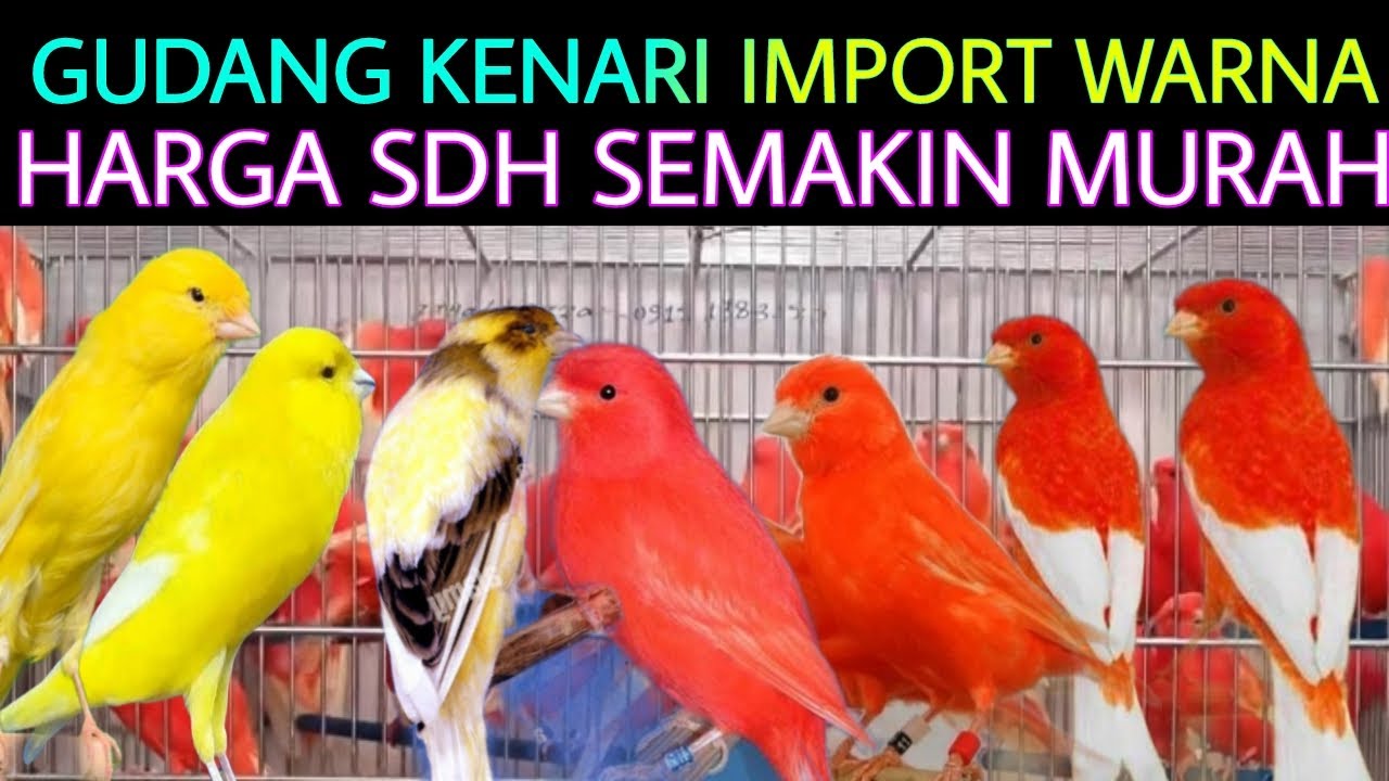 I✅ GUDANG KENARI IMPORT WARNA TERBAIK KINI HARGA SDH SEMAKIN MURAH DI PASAR BURUNG PRAMUKA HARI INI