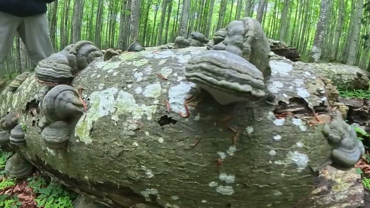 Bosco del Cansiglio 2025, Monte Croce