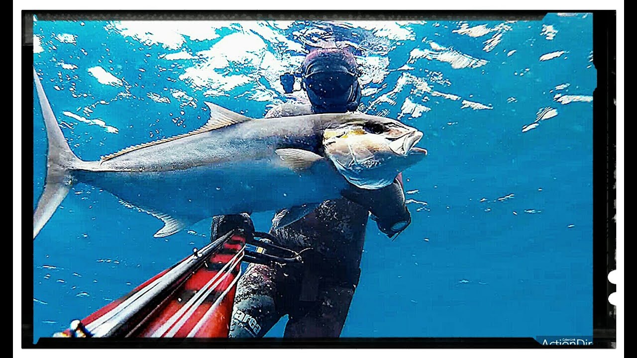 Pesca Submarina - MEDREGAL (Amberjack, Ricciola, Pez Lim&oacute;n, Seriola) &hearts;️🔱🤿 Spearfishing.💦