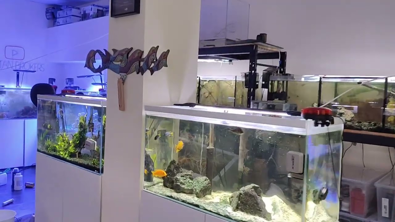 🔴 ACUARIOS HD: Día de trabajo en el local: Pez muerto. Se rompe un acuario. Quito estanterias