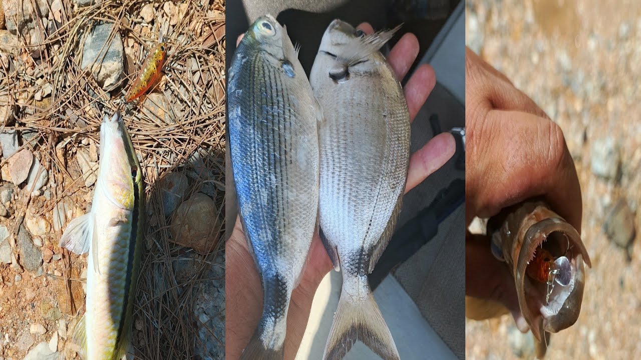 Hanfish bıdık vs Hanfish zıpır hangisi daha iyi ?