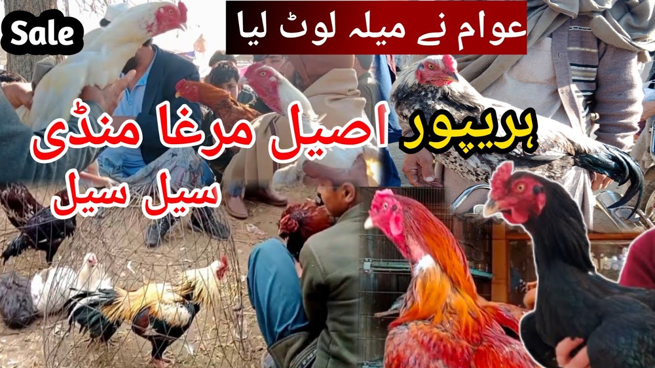 Thursday Aseel Murga Mandi Haripur Visit Vlog || Cheapest Price😍
