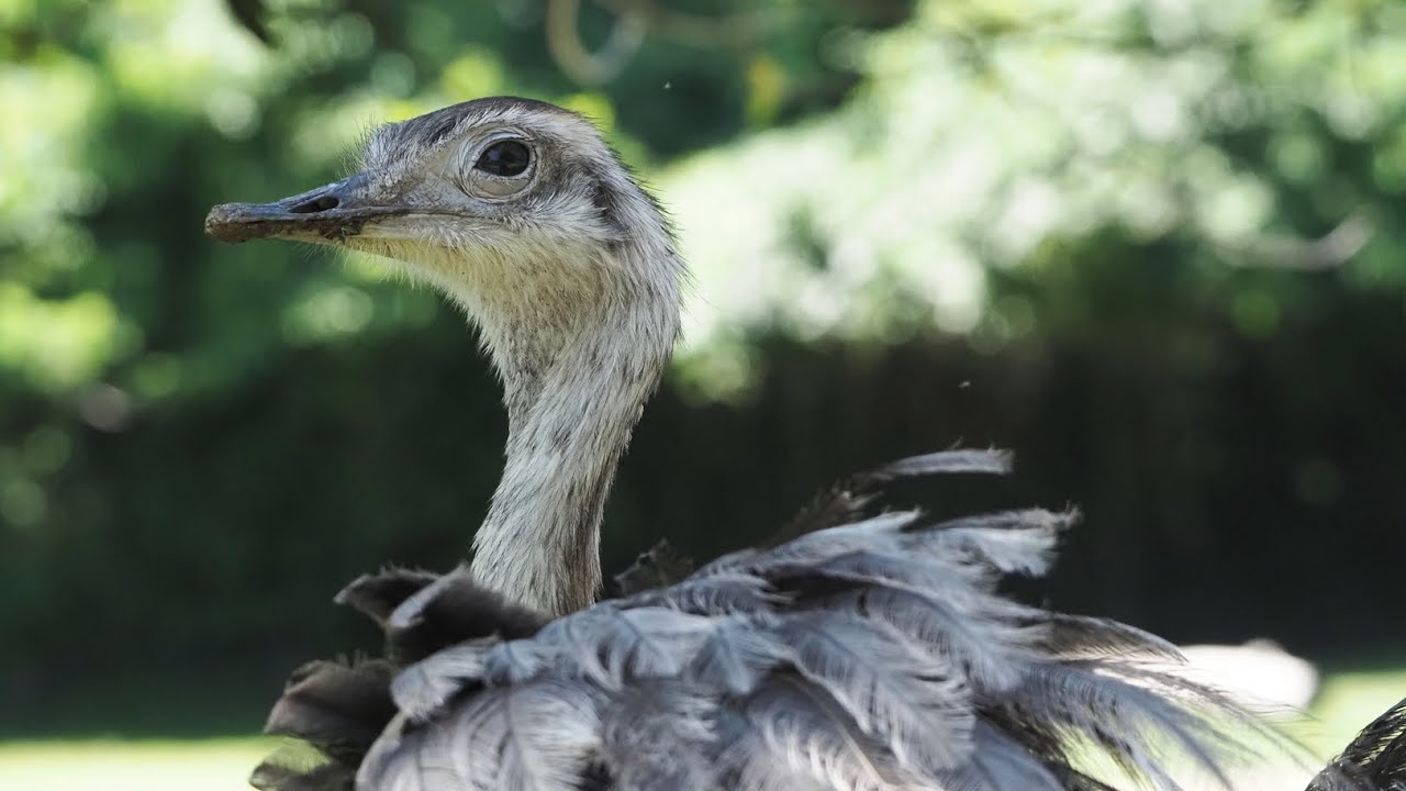 Jak fotit zvířata v ZOO | Fotorádce
