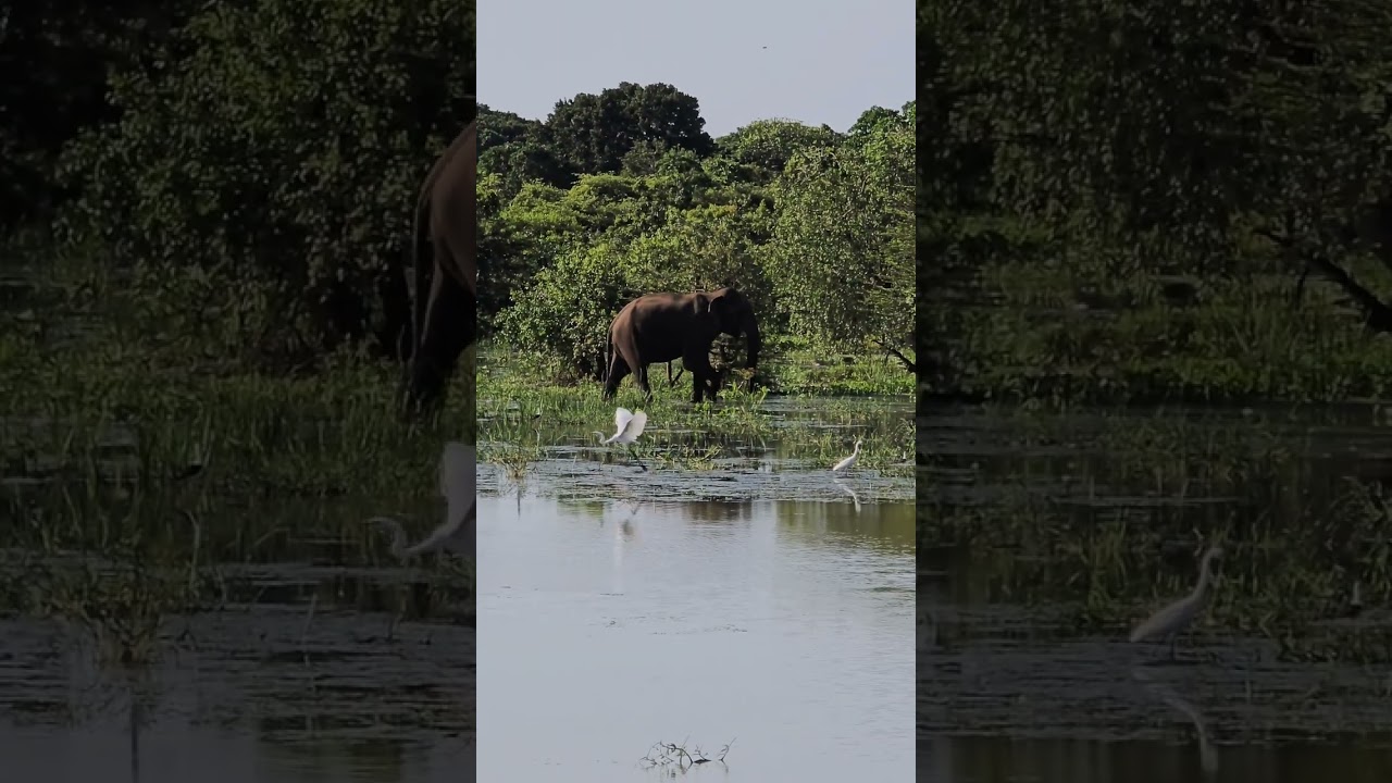 Shri Lanka Yala safary